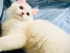 Persian Cat