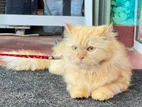 Persian Cat