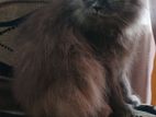 Persian Cat