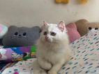 Persian Cat