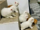 Persian Kittens