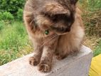 Persian Cat