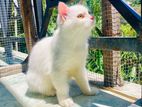 Persian Kitten