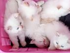 Persian Kittens