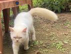 Persian Cat