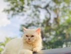 Persian Cat