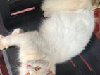 Persian Cat