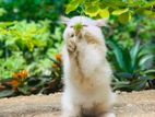 Persian Cat