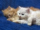 Persian Cat