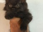 Persian Kittens