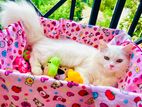 Persian