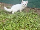 Persian Cat