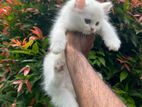 Persian Cat