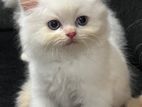 persian