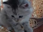 Persian