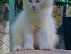 Persian Cat