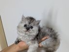 Persian Kittens