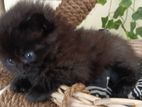 Persian