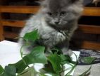 Persian