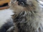 Persian Cats