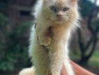 Persian Cat