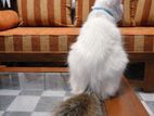 Persian Cat