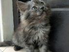 Persian Cat