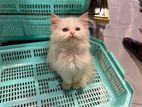 Persian Kitten
