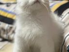Persian Kittens