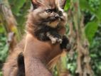 persian