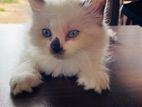 Persian
