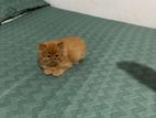 Persian Cat