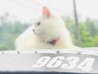 Persian Kittens