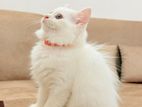 Persian Female Kitten