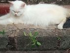 Persian Cat