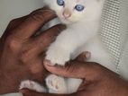 Persian Cat
