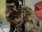 Persian Cat