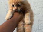 Persian Kitten