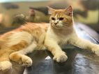 Persian Kittens