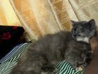 Persian Cat
