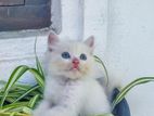 Persian Kitten
