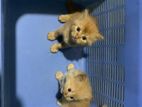 Persian Cat