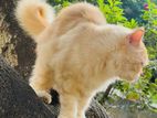 Persian Cat
