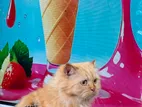 Persian Cat