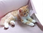 Persian Ginger Bread Kittens