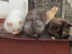 Persian Ginger bread kittens for sale