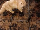 Persian Ginger Cat for Kind Home