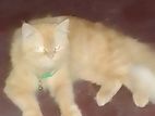 Persian Ginger Cat