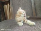 Persian Ginger Cat