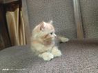 Persian Ginger Cat